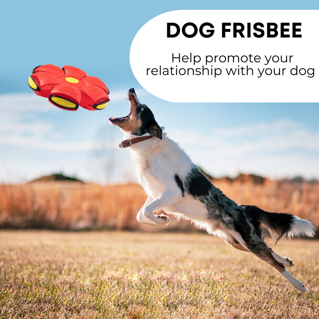 Dog Frisbee – product view 2